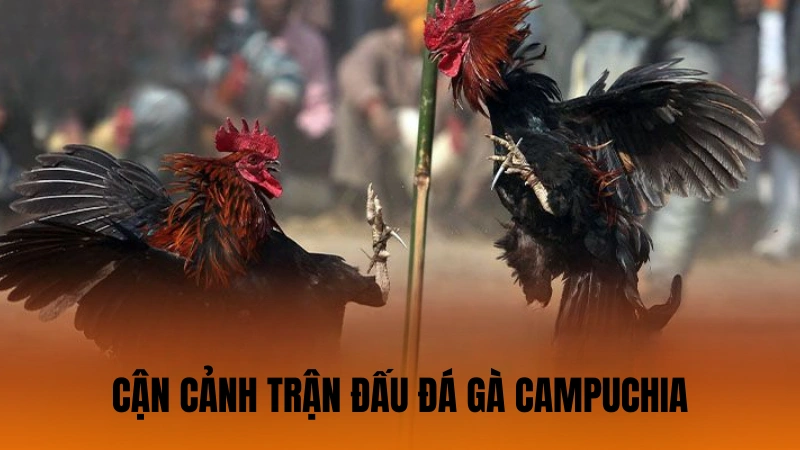 Cận cảnh trận đấu đá gà Campuchia Cận cảnh trận đấu đá gà Campuchia