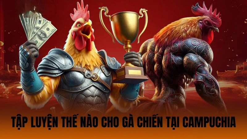 Tập luyện thế nào cho gà chiến tại Campuchia
