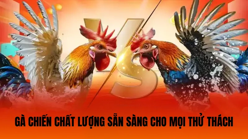 Gà chiến chất lượng sẵn sàng cho mọi thử thách Gà chiến chất lượng sẵn sàng cho mọi thử thách