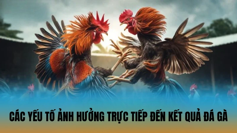Các yếu tố ảnh hưởng trực tiếp đến kết quả đá gà Các yếu tố ảnh hưởng trực tiếp đến kết quả đá gà