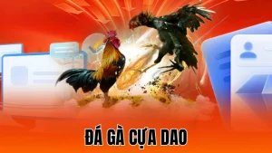 Đá gà cựa dao