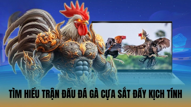 Tìm hiểu trận đấu đá gà cựa sắt đầy kịch tính Tìm hiểu trận đấu đá gà cựa sắt đầy kịch tính