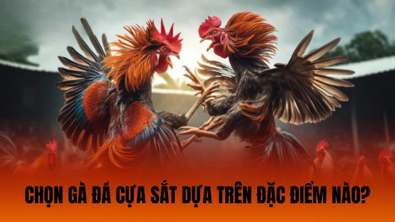 Chọn gà đá cựa sắt dựa trên đặc điểm nào? Chọn gà đá cựa sắt dựa trên đặc điểm nào?