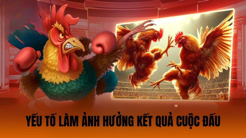 Yếu tố làm ảnh hưởng kết quả cuộc chạm trán chiến kê Yếu tố làm ảnh hưởng kết quả cuộc chạm trán chiến kê