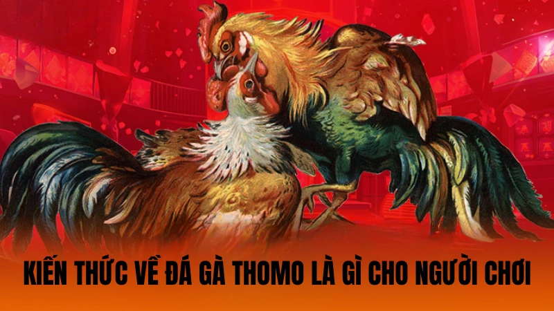 Kiến thức về đá gà Thomo là gì cho người chơi Kiến thức về đá gà Thomo là gì cho người chơi