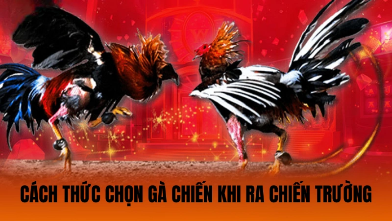 Cách thức chọn gà chiến tốt trước khi ra chiến trường Cách thức chọn gà chiến tốt trước khi ra chiến trường