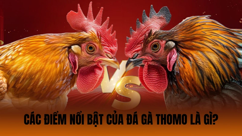Tìm hiểu về các điểm nổi bật của đá gà Thomo là gì? Tìm hiểu về các điểm nổi bật của đá gà Thomo là gì?