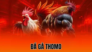 Đá gà thomo
