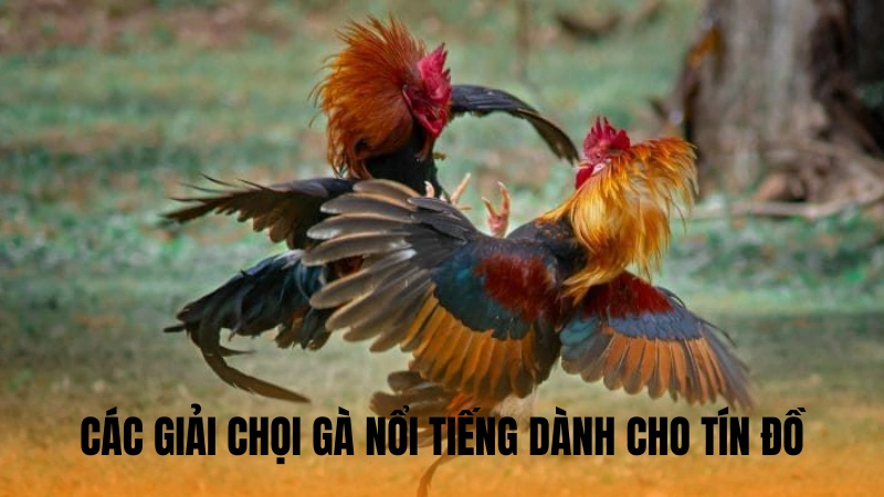 Các giải chọi gà nổi tiếng dành cho tín đồ Các giải chọi gà nổi tiếng dành cho tín đồ