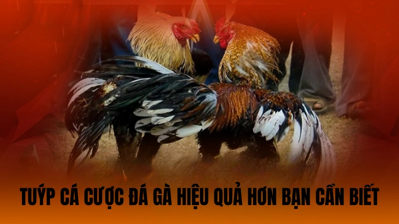 Tip cá cược đá gà hiệu quả hơn bạn cần biết Tip cá cược đá gà hiệu quả hơn bạn cần biết