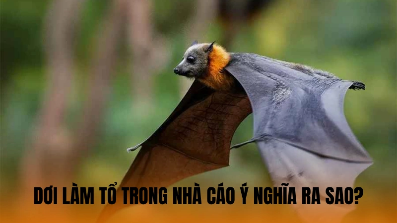 Dơi làm tổ trong nhà có ý nghĩa ra sao? Dơi làm tổ trong nhà có ý nghĩa ra sao?