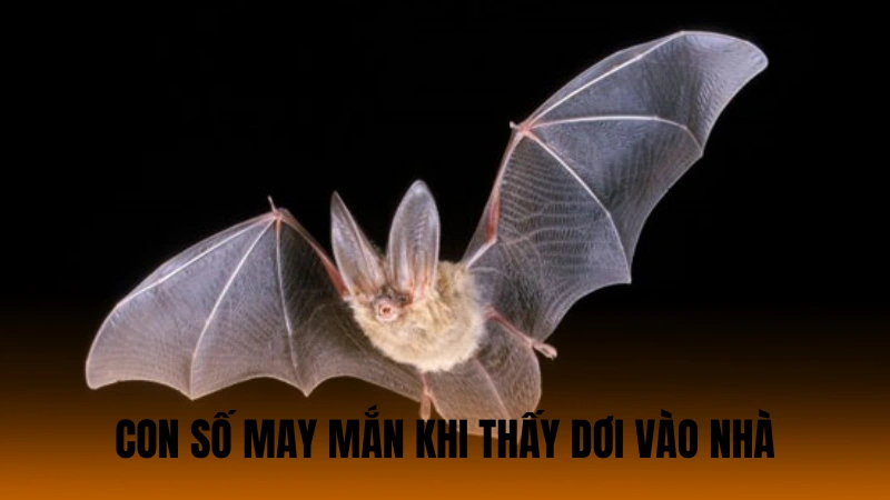 Con số may mắn nào mang lại khi thấy dơi vào nhà Con số may mắn nào mang lại khi thấy dơi vào nhà
