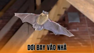 Dơi bay vào nhà
