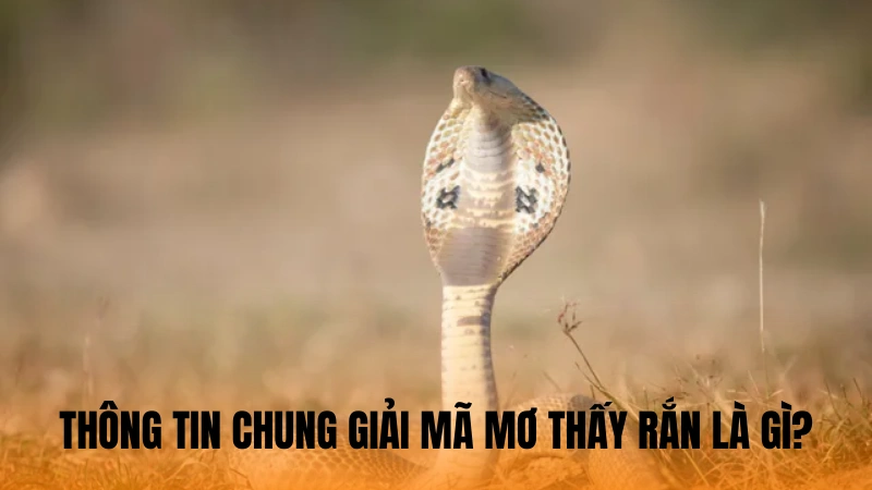 Thông tin chung giải mã mơ thấy rắn là gì? Thông tin chung giải mã mơ thấy rắn là gì?