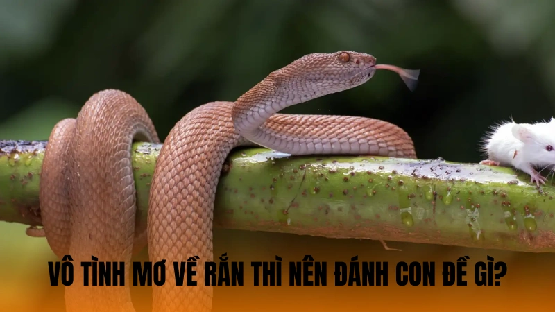 Vô tình mơ về rắn thì nên đánh con đề gì? Vô tình mơ về rắn thì nên đánh con đề gì?