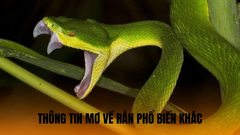 Thông tin mơ về rắn phổ biến khác Thông tin mơ về rắn phổ biến khác