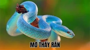 Mơ thấy rắn