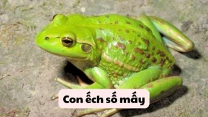 Con ếch số mấy