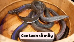 con lươn số mấy