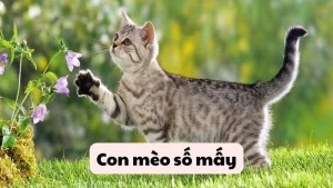 Con mèo số mấy