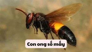 Con ong số mấy