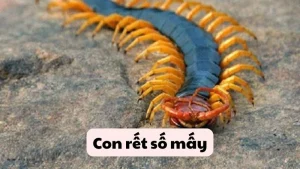 Con rết số mấy