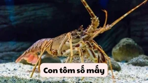 Con tôm số mấy